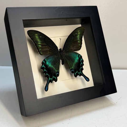 Papilio  maackii vlinder in luxe lijst 16x16 cm