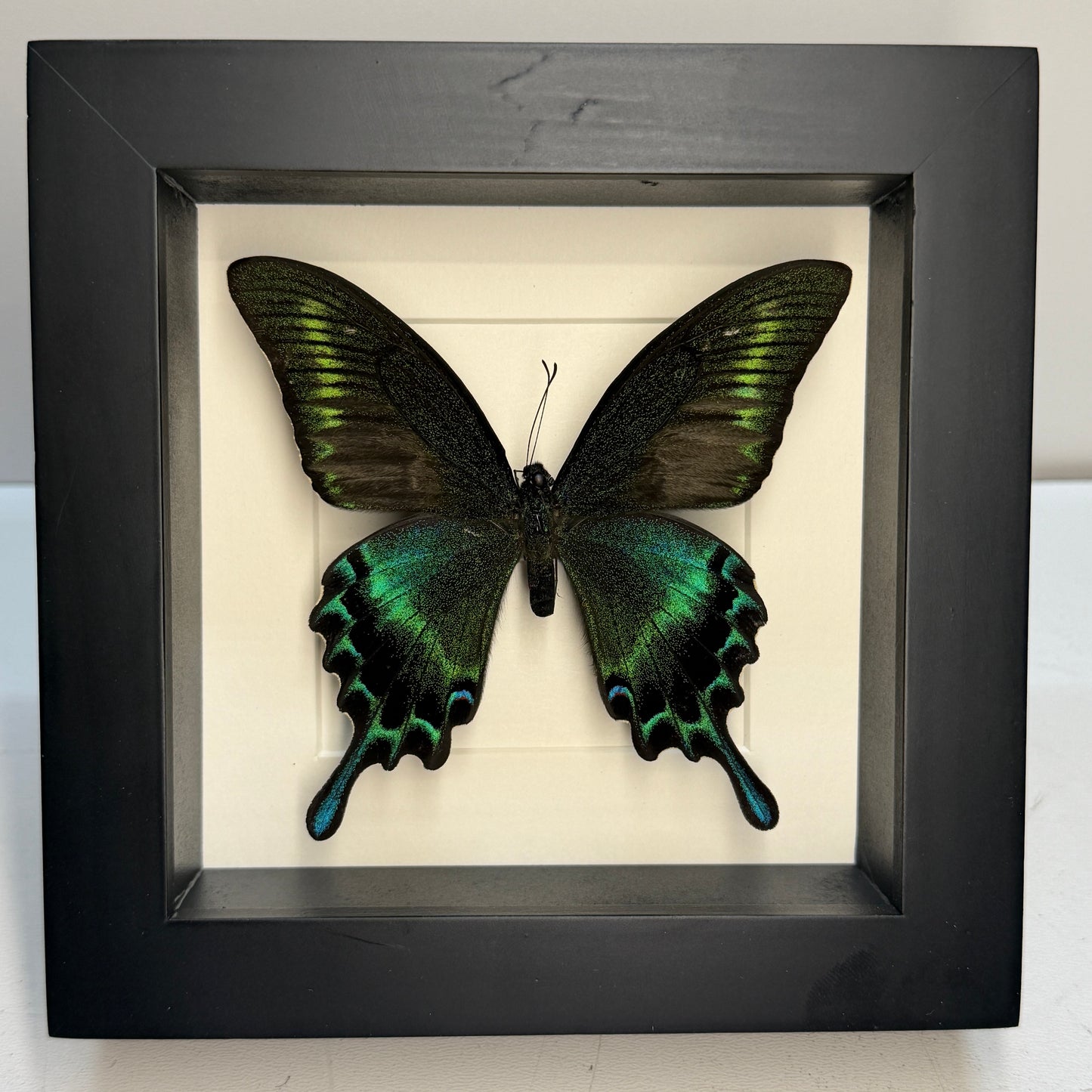 Papilio  maackii vlinder in luxe lijst 16x16 cm