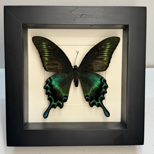 Papilio  maackii vlinder in luxe lijst 16x16 cm