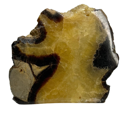 Septarie uit Madagaskar – cut base #3