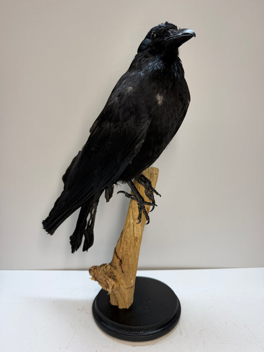 Mounted Crow – Unique Decorative Piece