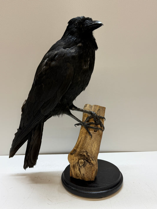 Mounted Crow – Unique Decorative Piece