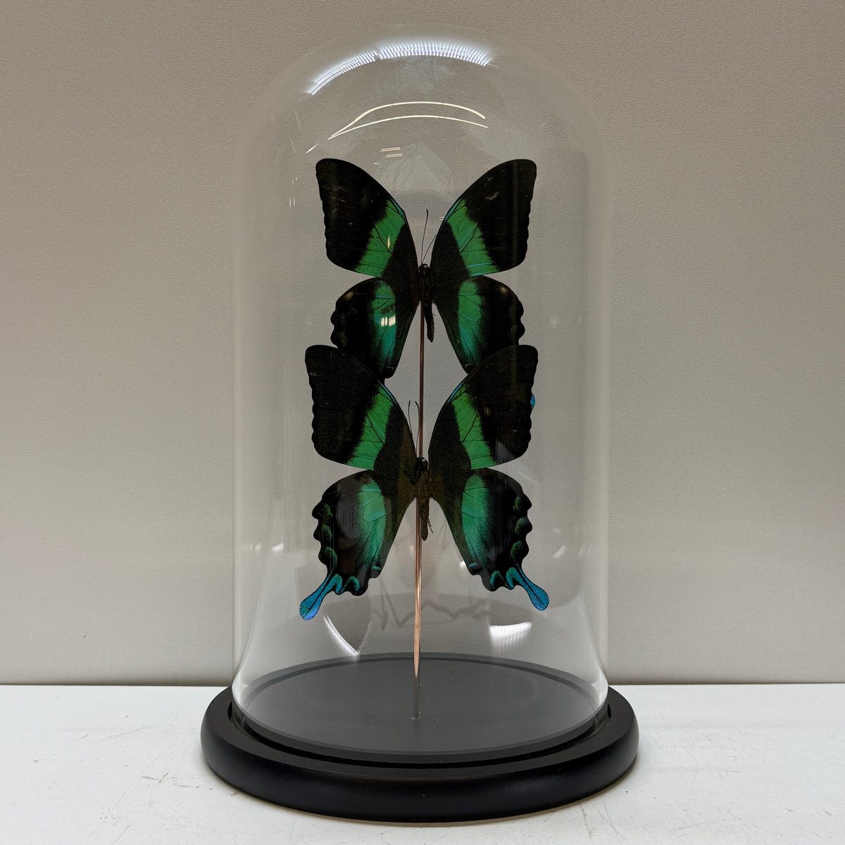 Papilio blumei 2x – Groene Vlinder in Glazen Stolp (Alleen afhalen)