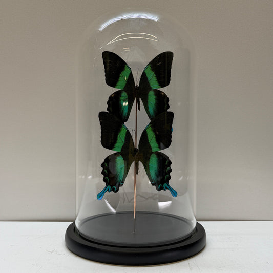 Papilio Ulysses 2x – Blue Butterfly in Glass Dome (Collection only)