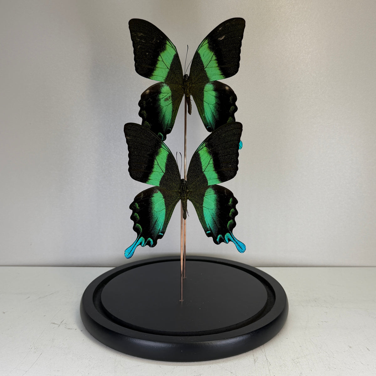 Papilio blumei 2x – Groene Vlinder in Glazen Stolp (Alleen afhalen)