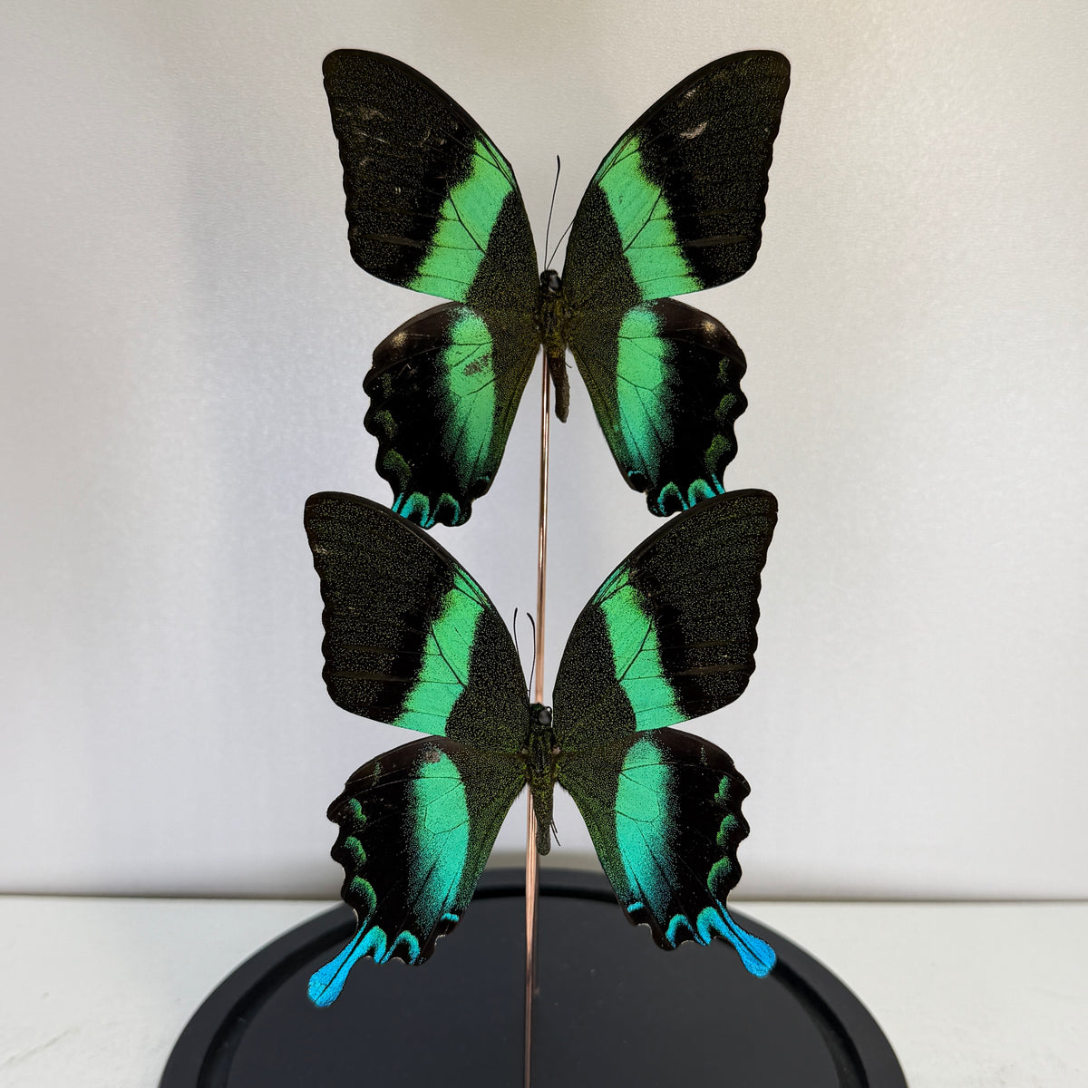 Papilio blumei 2x – Groene Vlinder in Glazen Stolp (Alleen afhalen)