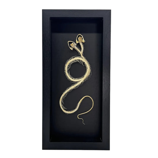 Squelette de serpent dans un dôme de verre