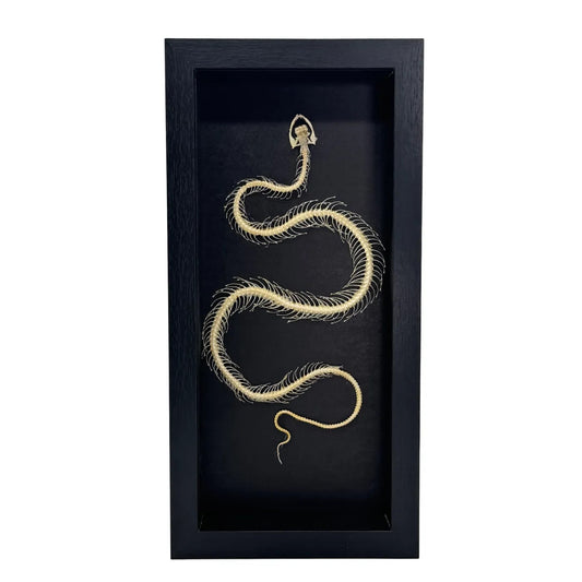 Squelette de serpent dans un dôme de verre