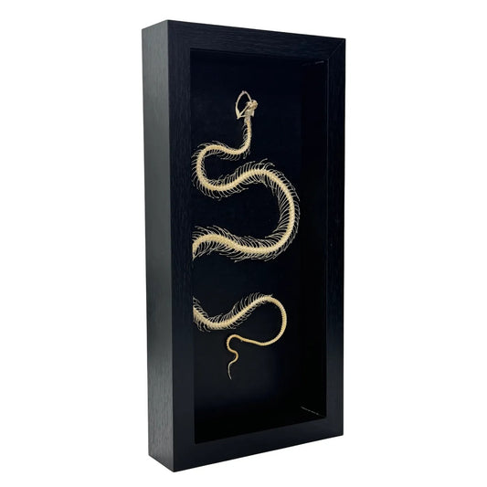 Squelette de serpent dans un dôme de verre