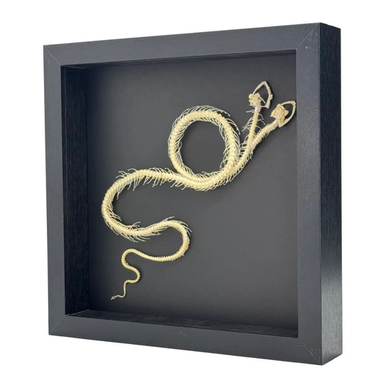 Squelette de serpent dans un dôme de verre