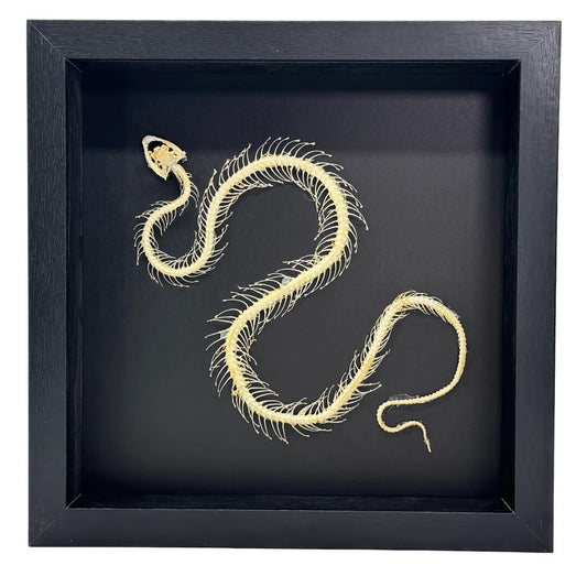 Squelette de serpent dans un dôme de verre