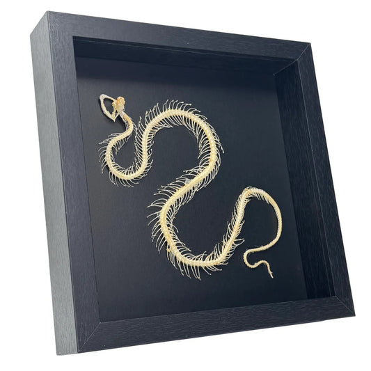Squelette de serpent dans un dôme de verre