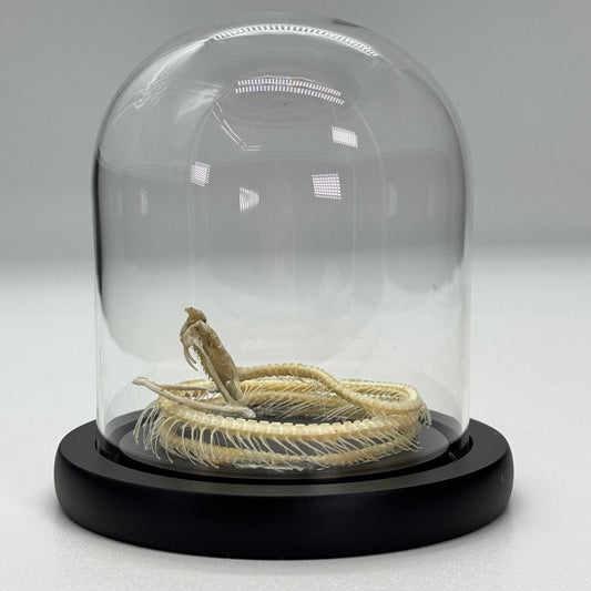Squelette de serpent dans un dôme de verre