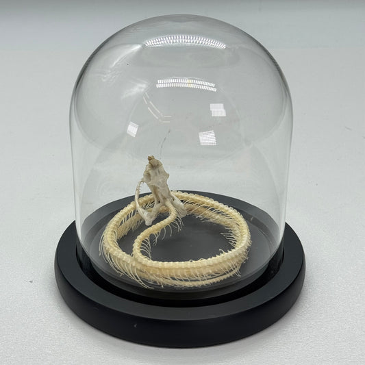 Squelette de serpent dans un dôme de verre