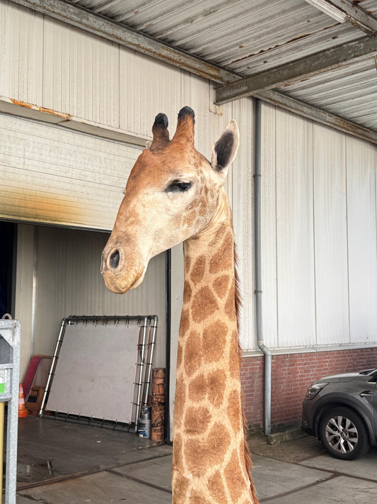 Opgezette giraffe 265 cm (alleen afhalen)