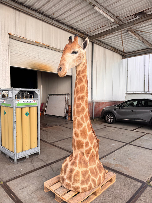 Opgezette giraffe 265 cm (alleen afhalen)
