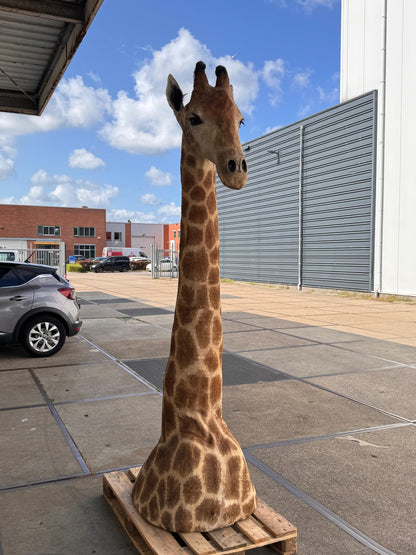 Opgezette giraffe 265 cm (alleen afhalen)