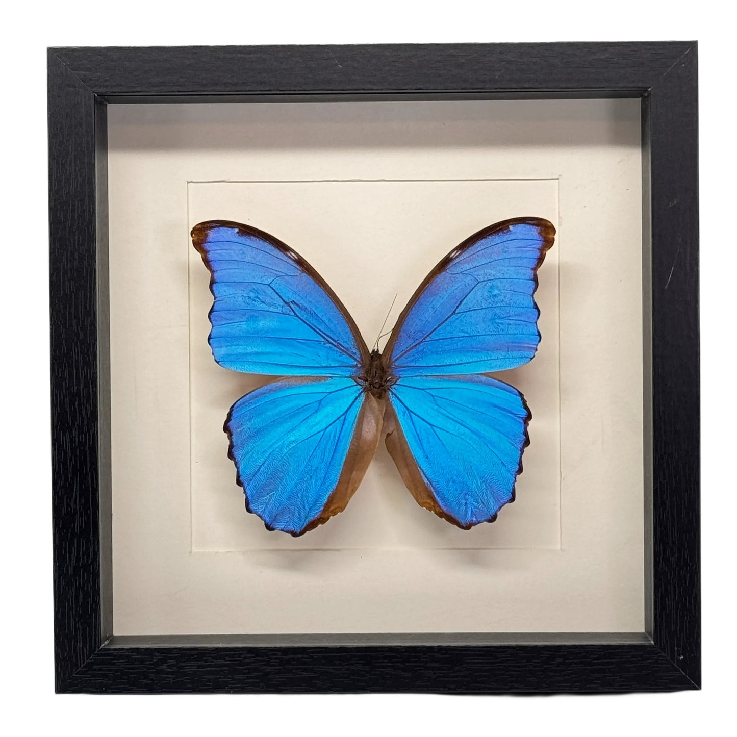 Morpho didius in diepe lijst  25x25 cm