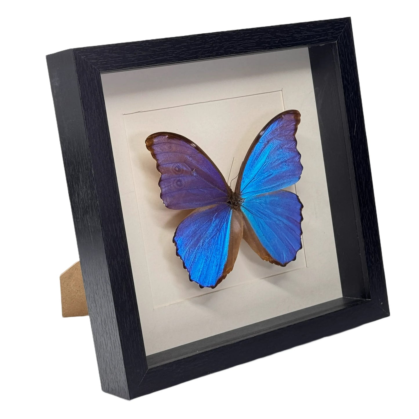 Morpho didius in diepe lijst  25x25 cm